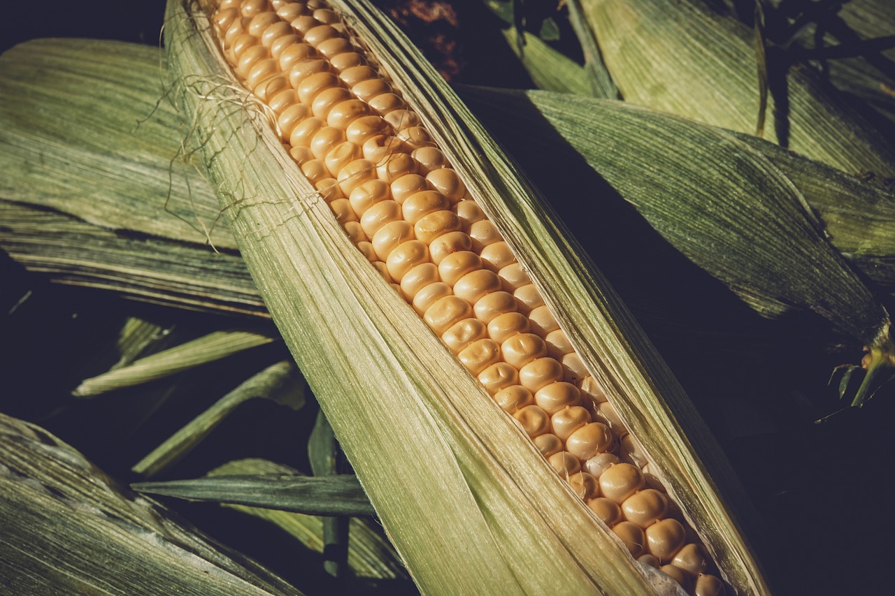 Czy mielona kukurydza to pasza idealna dla zwierząt?