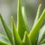 Aloes – naturalny skarb dla skóry: właściwości i bezpieczeństwo